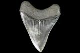 Serrated, Fossil Megalodon Tooth - Georgia #111513-2